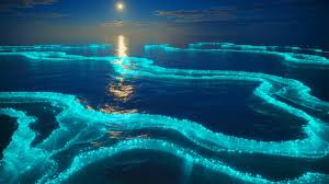 Glowing ocean creature 